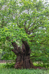 Old oak tree in Burnham Beeches near London