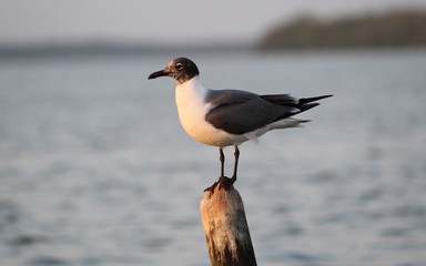 Nature Lover