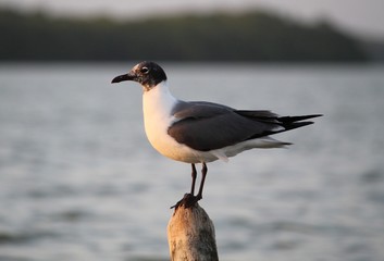 Nature Lover
