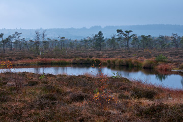 NSG „Schwarzes Moor