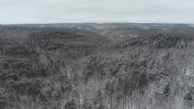 Snow Covered Forest Hills Wilderness
