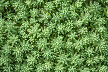 Sedum background