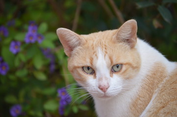 Gatos domésticos