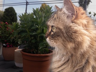 Portrait of a Maine Coon cat on an outdoor terrace surrounded by plants