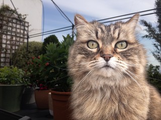 Portrait of a Maine Coon cat on an outdoor terrace surrounded by plants