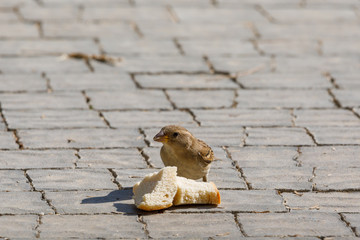 Small female of sparrow has found a two piece of bread