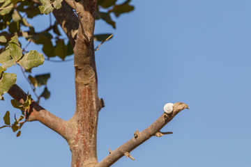 The white snail sits on a top of branch of tree