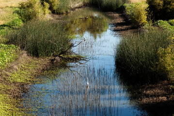 Water Slough With Reeds And Birds Northern California