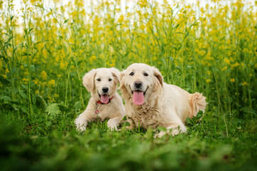 golden retriever dog mom and puppy on a spring walk beautiful portrait in flowers