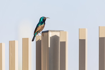 Molting male palestine sunbird standing on fence