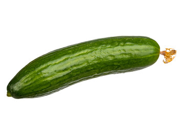 Dark shiny green cucumber with flower