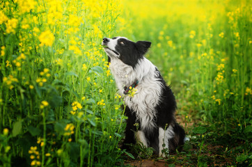 Naklejka na ściany i meble funny portrait of a border collie in blooming yellow