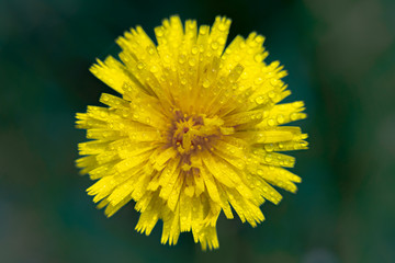 yellow dandelion on green background