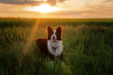 Fototapeta na wymiar border collie dog beautiful sunset portrait magic light