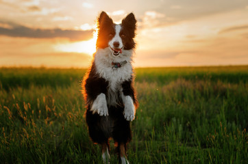 Obraz na płótnie Canvas border collie dog beautiful sunset portrait magic light dog stunts