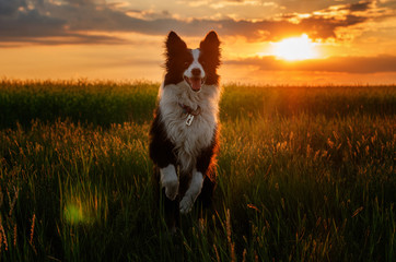 Fototapeta na wymiar border collie dog beautiful sunset portrait magic light dog stunts