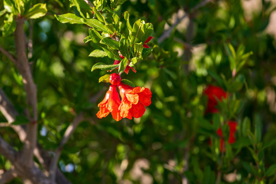 Small pomegranate red flowers on tree