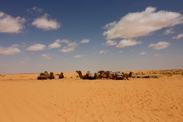 Fototapeta na wymiar Dromedary in the desert.