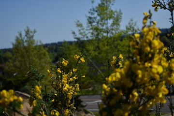 Flower Yellow 2