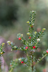 red berries on a bush in the garden