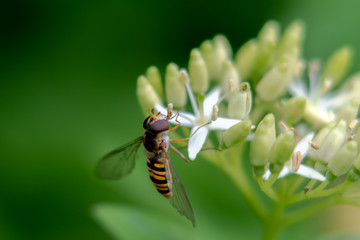 bee on a white flower
