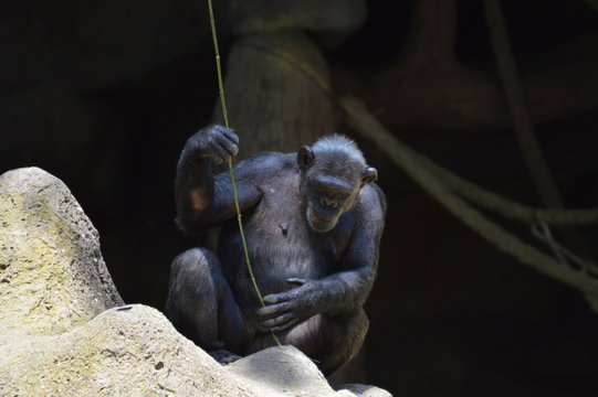 Mono jugando
