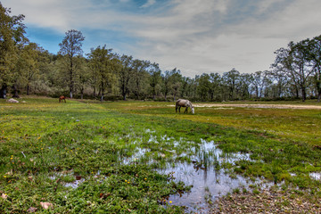 Nice landscape with horses grazing in a spot near Chaouen, Morocco