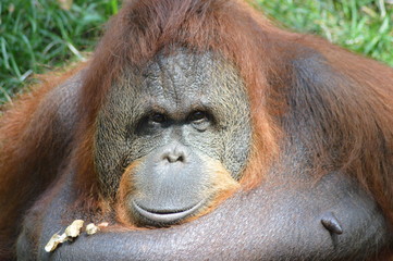 Orangutan