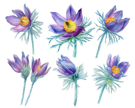 Spring set of wild flower purple Pulsatilla patens (also known as Eastern pasqueflower, prairie crocus, cutleaf anemone). Hand drawn watercolor painting illustration isolated on white background.