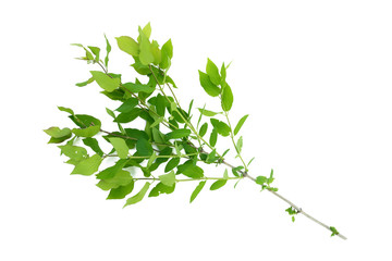 Tree branch with green leaves isolated on white background.