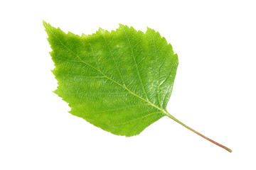Green birch tree leaf isolated on white background.