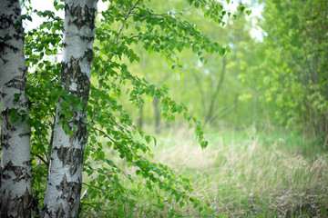 Fototapeta premium Summer birch forest abstract background.