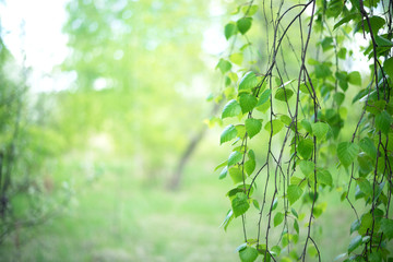 Summer birch forest abstract background.