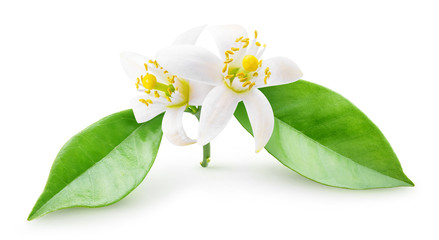 Isolated orange blossoms. Small branch of orange tree with flowers and leaves isolated on white background with clipping path