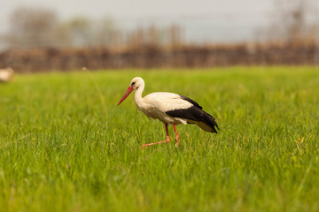 Ein Weißstorch bei der Nahrungssuche