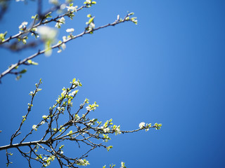 branches of tree against the sky.