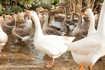 Domestic geese on pond