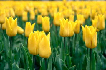 Obraz premium Yellow green floral background, yellow tulips.