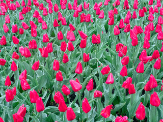 Red-green floral background, red tulips.