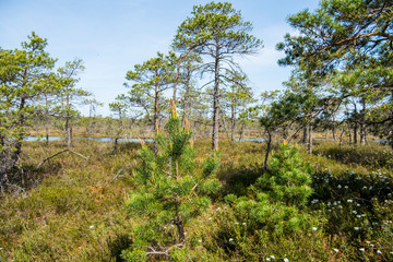 Swamp trail. Summer sunny Day. Kemeri National Park Nature Trail.