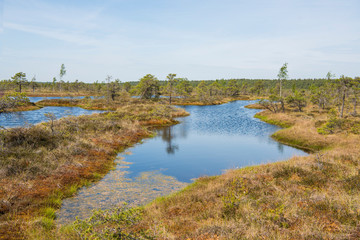 Swamp trail. Summer sunny Day. Kemeri National Park Nature Trail.