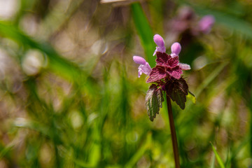 Beautiful spring wildflowers macro