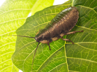 Madagascar cockroach on a leaf of milkweed