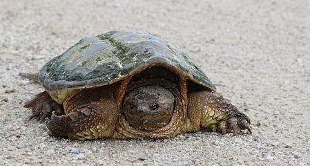 Close-up of Snapping Turtle on side of road looking at camera. Slow and steady wins the race concept