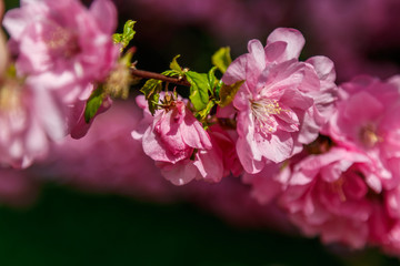 Beautiful spring sakura in the sun's rays macro