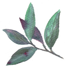 Juicy green leaves of berries - strawberries cherries. Hand-drawn watercolor illustration