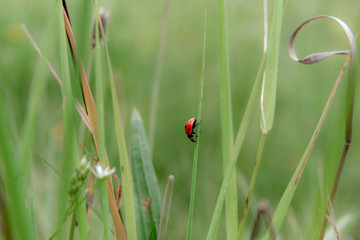 ladybug on green grass in the forest