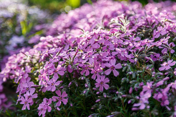 Obraz premium Beautiful spring wildflowers macro