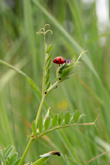 ladybug on green grass in the forest