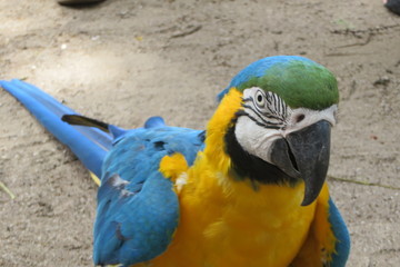 arara